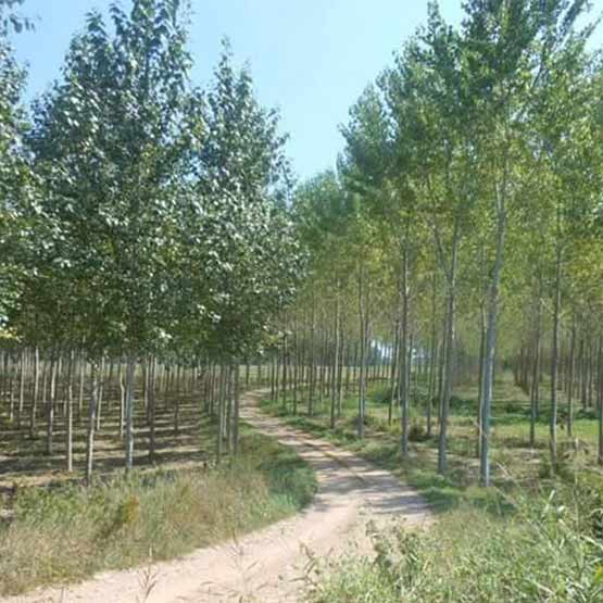 Storia e descrizione della via postumia - Lombardia in Cammino